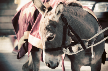 https://pixabay.com/photos/donkey-mammal-animal-horse-ears-4594928/